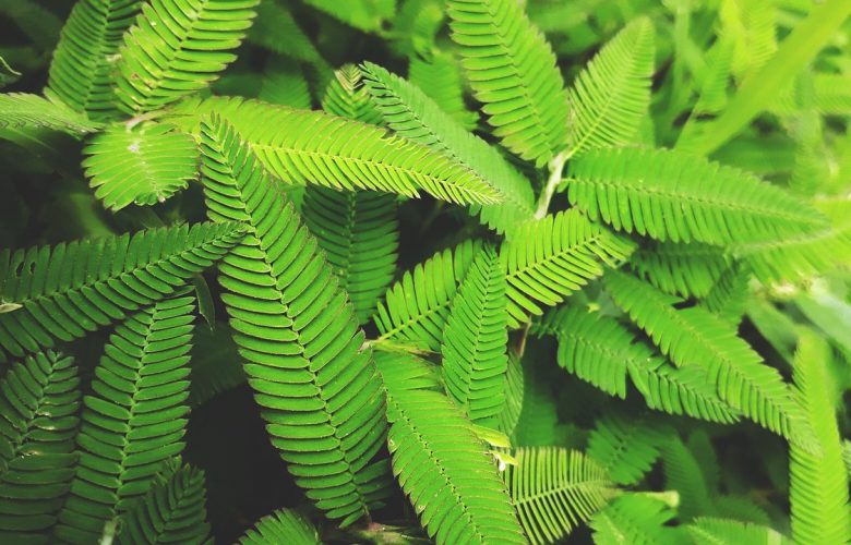 Explore the Sheer beauty of the Panamanian Flora