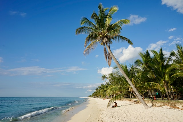 green-coconut-tree-near-n-seashore